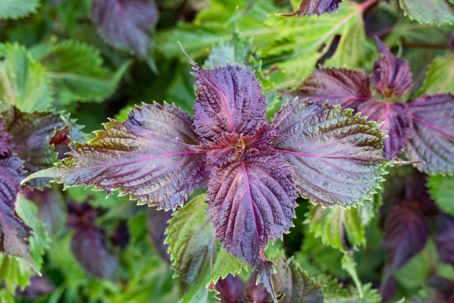 梅雨の温度差で弱った体を癒やす紫蘇(シソ)