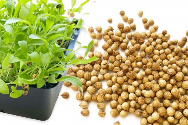 不純物をコリアンダーでデトックス